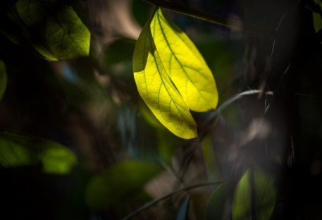 Declaração sobre a Crise Global da Biodiversidade e a Necessidade Urgente de mudança Estrutural